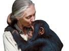chimpanze-jvc-jane-goodall-other-affection-femme-calin-gentille-bisou-gentil-fille
