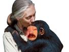 jane-chimpanze-calin-gentille-fille-khey-valentin-bisou-goodall-issou-risitas-jvc-femme-kheyou-avortin