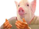 risitas-pig-cochon-wtf