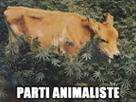 beuh-weed-cannabis-veau-animaliste-animal-animaux-cow-vache-herbe-parti