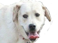 dog wtf risitas meme