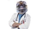 panzer-bobo-other-help-pro-docteur-avis-soin-pharmacien-singe-medicament-science-cat-remede-malade-medical-magot