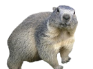 marmotte-animal-canada-risitas