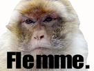 magot-desinteret-macaque-flemme-osef-pokerface-ininteressant-paresse-pas-face-mignon-ecoute-paisible-singe-other-poker-meh