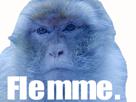 pas-first-second-magot-flemme-vraiment-nuit-third-avant-normie-singe-delire-ephemere-mieux-gneugneu-forum-bleu-risitas-macaque