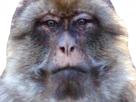 yeux-other-face-paisible-surpris-poker-nani-singe-regard-macaque-pokerface-magot-neutre-incredule