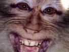 mignon-kawaii-other-gros-plan-effrayant-sommeil-gentil-proche-macaque-oskour-sourire-singe-magot-dent-cauchemar-flippant-reve-paralysie-dents