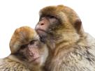other-magot-jvc-frere-singe-bro-entraide-affection-gentil-gentillesse-forum-calin-frayre-khey-noraj-kheyou-macaque