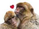 amis-ami-affection-joli-khey-calin-jolie-magot-amour-kheyette-no-other-koeur-forum-coeur-jtm-issou-jvc-homo-kheyou-singe-macaque