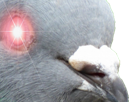 pigeon-politic-bg-uber