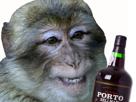 alcoolique-elite-dechet-alcool-belman-boit-fin-oenologue-portugal-alcoolo-porto-cat-other-panzer-palais-macaque-boire-soiree-magot-singe
