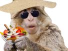 chapeau-singe-coupe-chaud-froid-soleil-glace-approche-paille-canicule-lunettes-ete-chaleur-surpris-other-vacances-magot