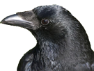 corbeau-crow-risitas-summerfag