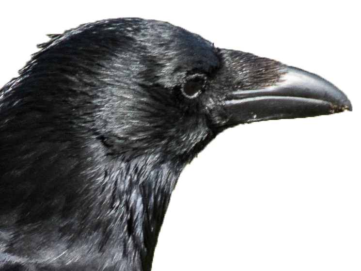 corbeau summerfag crow risitas