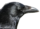 corbeau-summerfag-crow-risitas