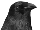 crow-corbeau-summerfag-risitas