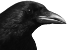 risitas-crow-corbeau-summerfag
