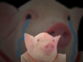 cochon qlc risitas triste