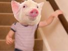 cochon-escalier-qlc-pig