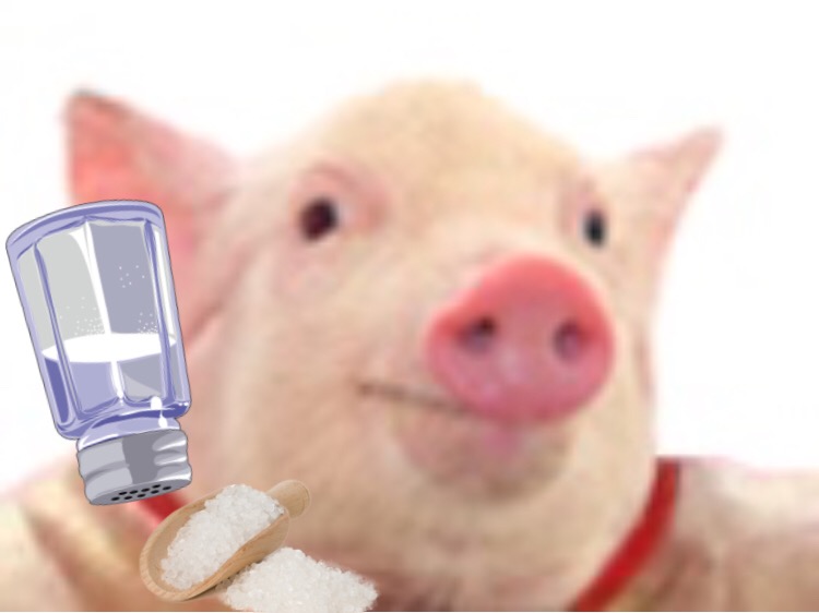 saliere seum jvc qlc cochon sel