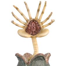 alien parasites faceugger risitas