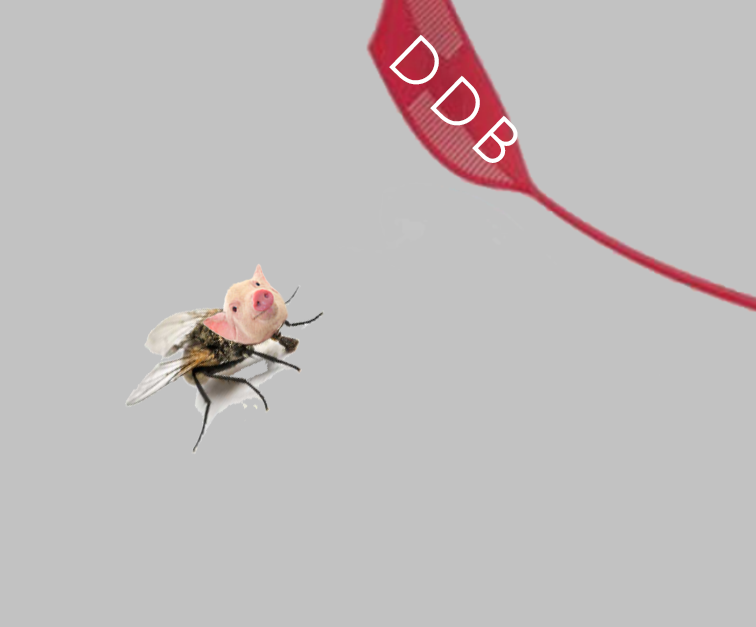 risitas cochon mouche qlc