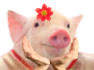 jvc-fleur-qlc-cochon