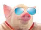 jvc-cochon-qlc-lunette