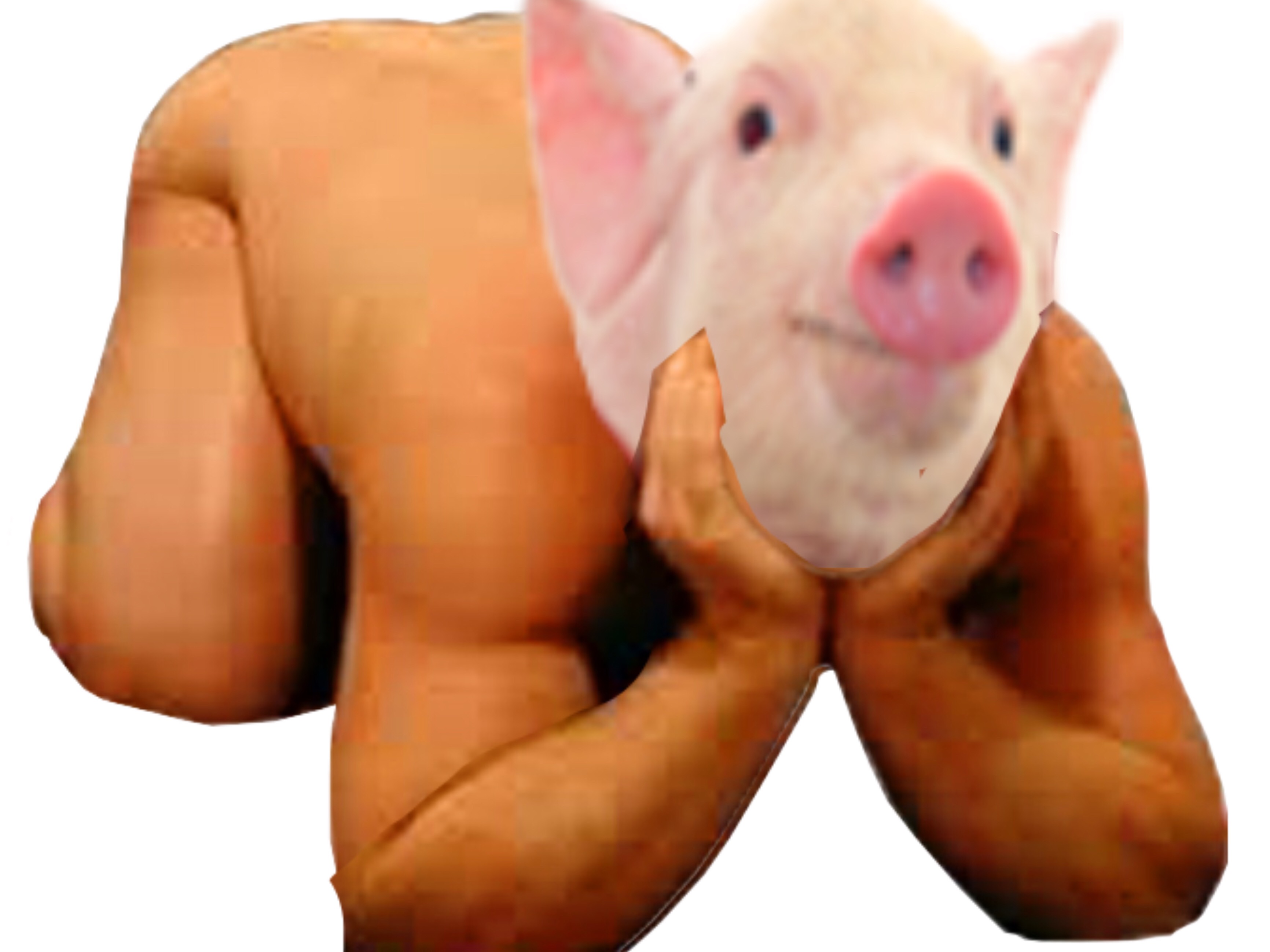 qlc nu cochon risitas