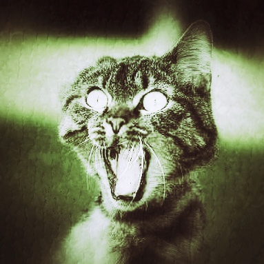 other peur chat agressif