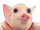 qlc-perche-other-cochon