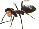 risitas-fourmi-insecte-jesus