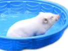 other-cochon-qlc-piscine