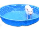 other-qlc-cochon-piscine