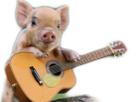 qlc-cochon-guitare-other