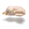 rouge-poulet-coq-dindon-other-gif-volaille-blanche-viande-cuck