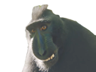 sourit-macaque-risitas-noir