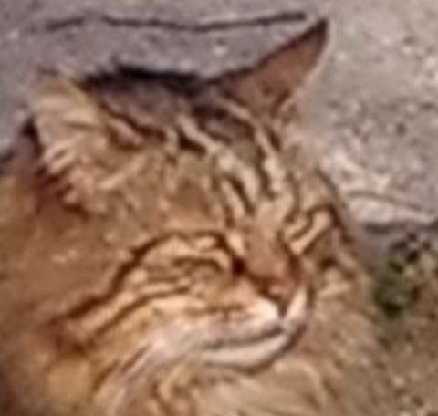 colere chat predateur