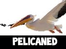 pelicaned-other-pelicano-pelican