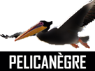 other-pelican-pelicanegre-pelicano