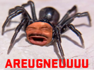 spidered-araignee-risitas-eussou