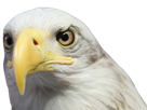 aguia-aigle-rapace-benfica-oiseau