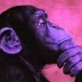 risitas singe khey user