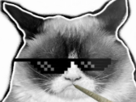 chat-cat-other-thuglife