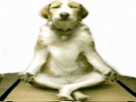 yoga-chien-zen-other