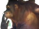 clope-orang-fume-outan-cigarette-other-singe