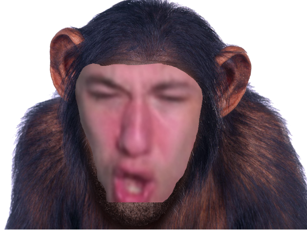 rage gorille victime other singe sardoche