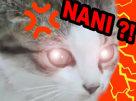 choc-nani-perplexe-chat-other-incomprehension-yeux-hein-wtf-quoi-choque-chaton
