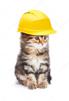 chantier-other-casque-ouvrier-chaton-chat