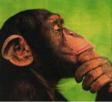 chimpanze-reflechit-singe-pense-other